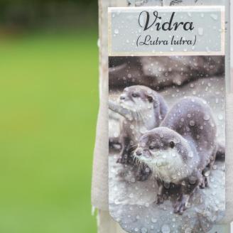 ViDRa Dr. rendelt a Szívünk Napja eseményén